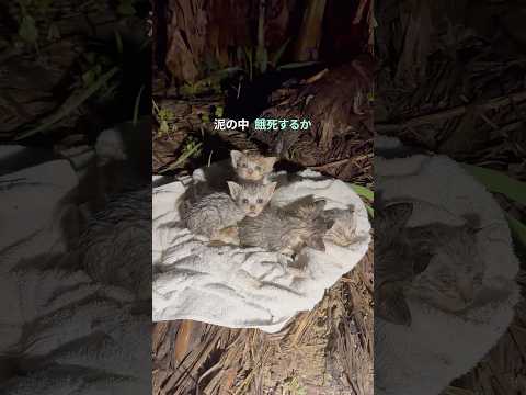 豪雨の中、捨てられた子猫を保護した