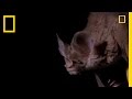 Bats: Diet, Species, and Behavior