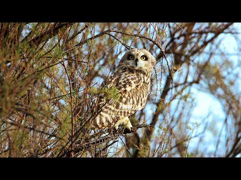 Surprising Creatures in Urban Ecosystems | Our World