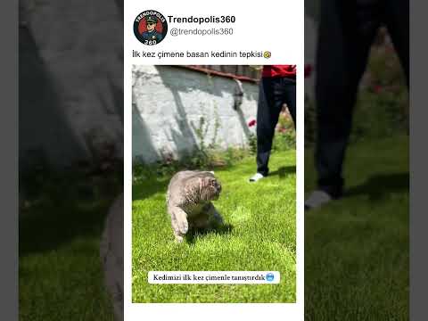 İlk Kez Çimene Basan Kedinin Tepkisi