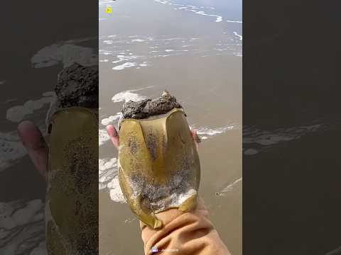 This Guy Found A Shark Egg 🥚 #shorts #ytshorts