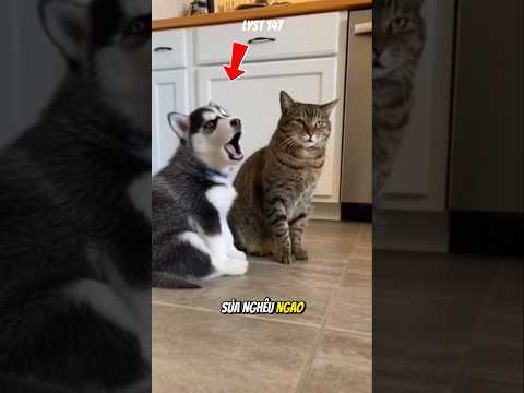 Chú Chó hát Nghêu ngao cạnh chú Mèo và cái kết. #dongvat