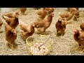 Raising Laying Hens Without Cages