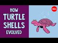 Turtle Evolution and Adaptations