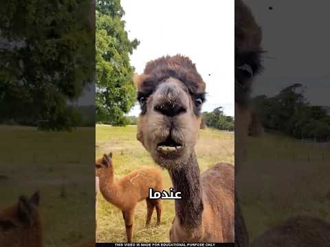 ما سر هذا الحيوان
