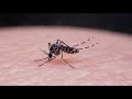 Mosquito Control and Prevention Strategies