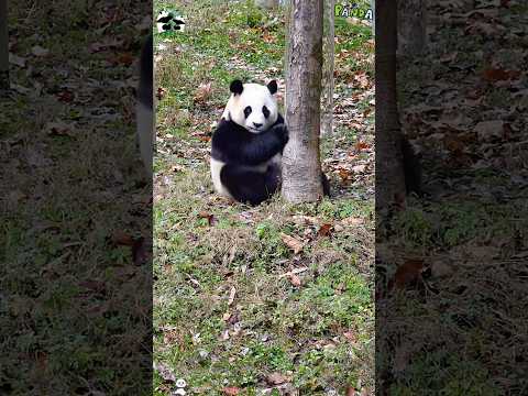 The panda is a timid little guy,a bundle of cuteness and nerves 🐼 #panda #panda🐼 #cute #funny