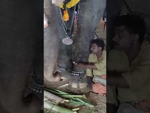 കുട്ടി ശങ്കരന് ഐസ് കൊടുത്തില്ലാന്ന് ഇനി ആരും പറയരുത്😃 #shorts #ytshorts #trending #elephant