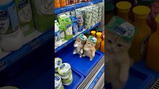 NGAKAK, Kucing Joget! #cats