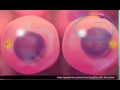 Exploring the Cell Cycle and Mitosis Through 3D Animation