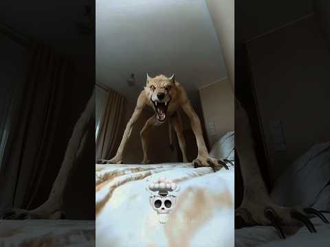 Dogs Always Cute 💀