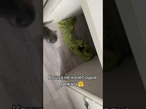 Прям как женщина😉 #жизньвдеревне #родыкошки #котики