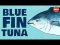 Atlantic Bluefin Tuna Knowledge Assessment
