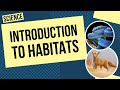 Animal Adaptations and Ecosystem Roles