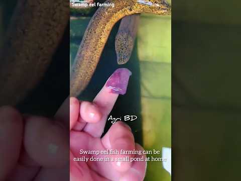 Swamp eel farming at house #eel #eel_fish #farming #eelfarming #shorts #satisfying #fish #fishing