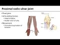Elbow Joint Anatomy and Movement