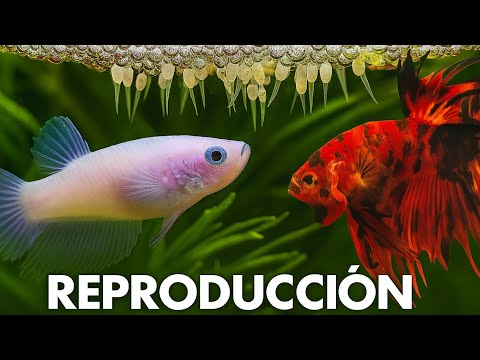 Parte 1 - Como: Reproducción de Pez Betta | Más de 200 🐠🫧😮‍💨