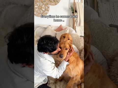 Sign of a good dog dad 🤭 #dogshorts #goldenretrievers #funnydogs