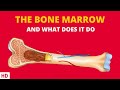 Bone Marrow and Blood Cell Functions