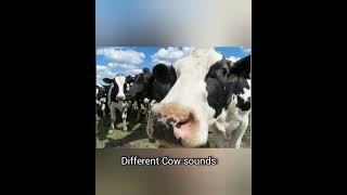 different cow sounds..animals sound #tiktok #meme #viral #animalsounds