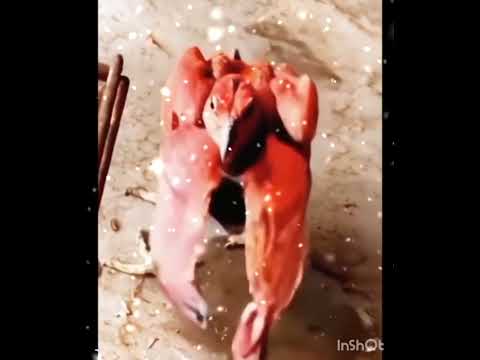 அதிசயமான வீடியோ பார்த்ததில் பிடித்தது ??????