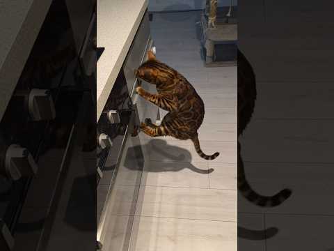 Cat Tries To Steal Treats 🤣
