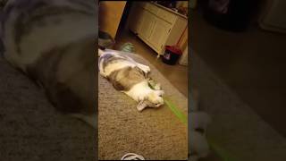 la gatita que rescatamos en el canal de Orihuela