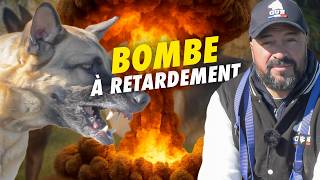 Berger Allemand : Bombe à retardement ou incompris par le système ?