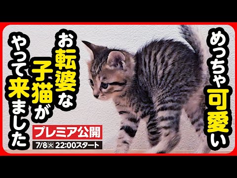 【子猫 保護】めちゃくちゃ可愛い！おてんば子猫がやって来ました