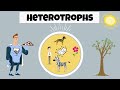 Understanding Heterotrophs