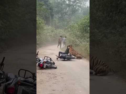 Tiger Suddenly Encounter in Jungle #tiger #encounter #sora #ai #jungle