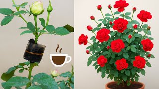 STOP BUYING ROSES! Grow Thousands of Roses with This Genius Cutting Trick