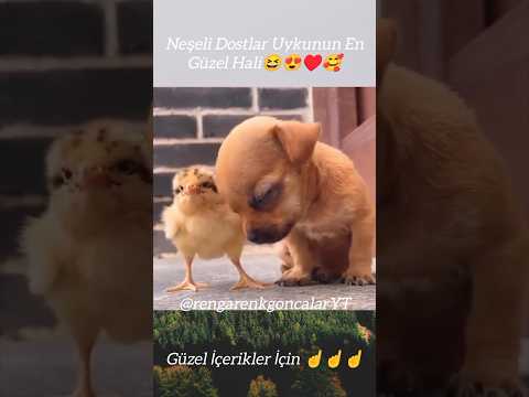 Neşeli Dostlar İle Uykunun En Güzel Hali?♥️???? #love #dostluk #shortsvideo