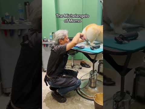 THIS is How My Fluffy Corgi Gets The PERFECT 🍑 #grooming #shorts