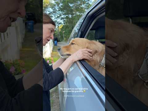 Every senior deserves a loyal dog 🐶 ❤️#dog #foryou #petlover #senior #fyp #doglove