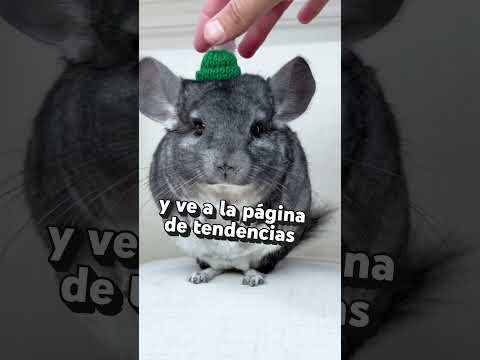 Descubre lo que está de moda ahora mismo con la página de tendencias de Shorts.