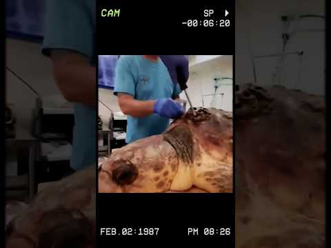 9999-Year-Old Sea Turtle’s Shocking Rescue Will Leave You Speechless! #shorts #short