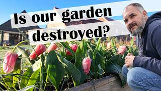 Assessing the garden damage… and PLASTERING again! / Renovating a 110+ y.o. farm in Belgium