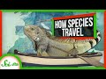 Understanding Species Distribution
