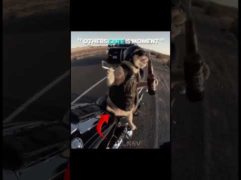 CAT IS MOMENT 💀 #shorts #trollface #edit