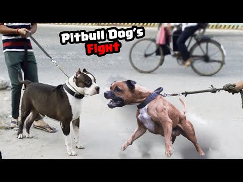 My Pitbull Dog First Time Met His Sister  | Mafia The Pitbull