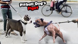 My Pitbull Dog First Time Met His Sister  | Mafia The Pitbull