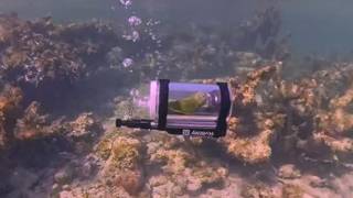parakeet in a submarine