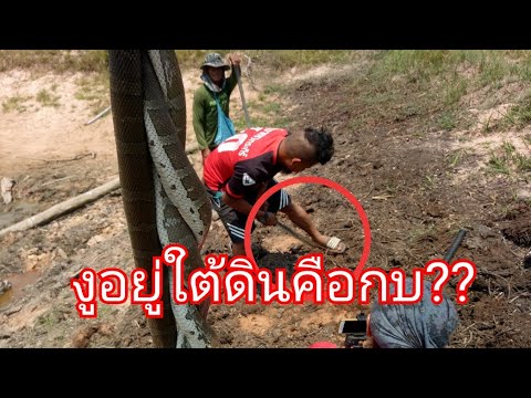 งูเข้าไง??โคตรเยอะเป็นดงๆใต้ดิน"ตาหร่อยผู้ค้นพบงูเข้าไงเป็นคนแรกของโลก"