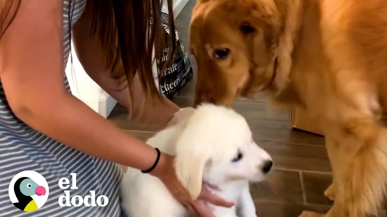Perro le enseña a su hermano menor cómo subir los escalones