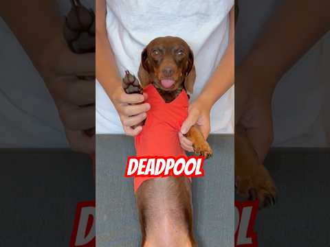 Part 2: Dancing Dachshunds! #minidachshund #deadpool #funny #dog #dance #trend #dachshund #cute