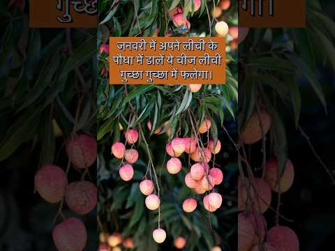 जनवरी में अपने लीची के पौधे में डालें ये चीज लीची गुच्छे गुच्छे में फलेगा।#indian_nursery_tips