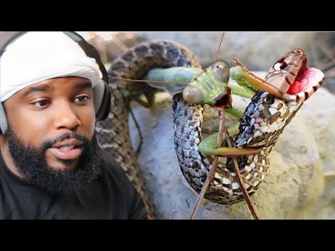 CashNasty Reacts To This is Why Snakes are Afraid of Mantises