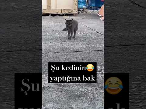 Look what this cat did😂subscribe #long#video#watch :)