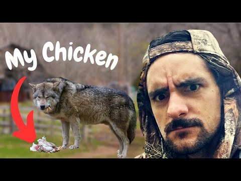 Something is killing my chickens